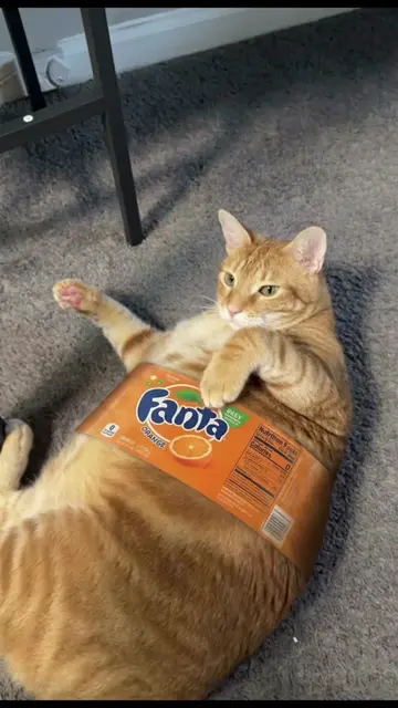 Seguimos con la dieta del gran botellon de fanta y mia🐈🍊 aunque yo no soy ni u