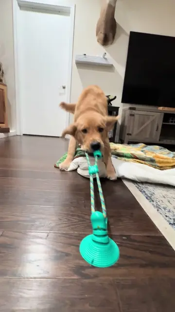 I was really gettin too it, mom underestimated my strength. This toy lasted a da