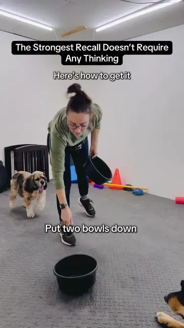 This is what I mean when I say “reflexive recall” and “your dog shouldn’t weigh 