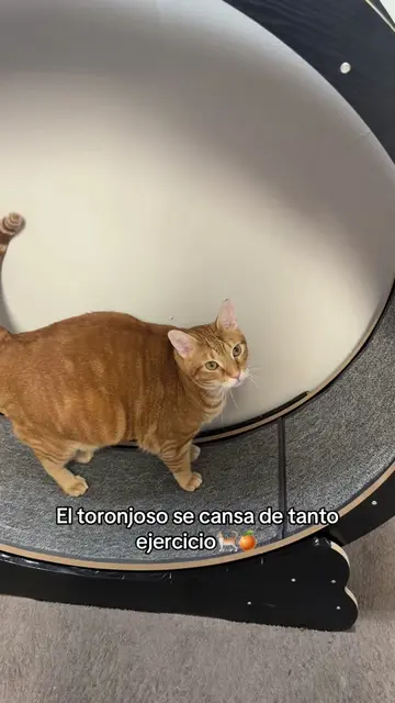 Toronjoso modo fitness, yo creo ya puede ser instructor de gym🐈🍊  #botellondef