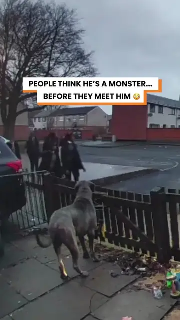 People Judge My Huge Dog Before They Know Him - But He’s Nothing Like They Expec