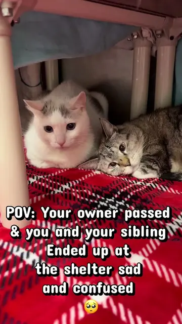 10/21 update!! Adopted by @Shannon Jean !!!! 💕😻 💔 ZOE & ZIGGY NEED A MIRACLE.