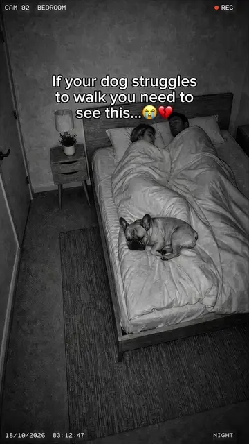 If your dog is struggling to walk, don’t ignore those little changes 🥺💔 #dogca