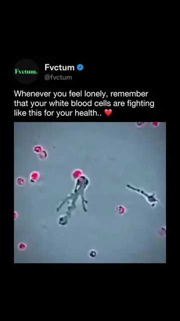 A neutrophil stretches its arms and hunts through red blood cells in incredible 
