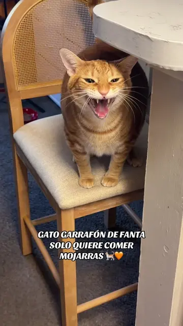 Muy insoportable el toronjoso ayuda🫪🐈🧡 #botellondefanta #toronjoso #dieta #ga
