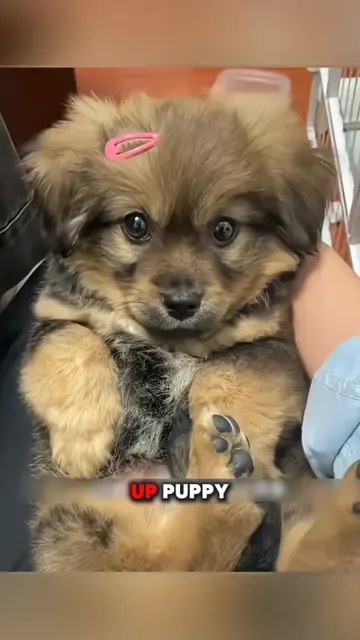 She Ordered a Golden Retriever… BUT GOT THIS! 😳🐶 . . . #animallovers #dogsofti