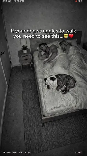 Watching your senior dog struggle with things they used to do so easily is heart