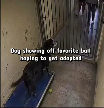 Poor dog #dog #poordog #sad #fyp #viral 