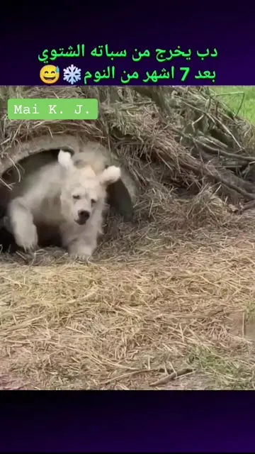 صحى بعد 7 أشهر نوم بدون أكل ولا شرب 🐻❄️ جسمه يعيد تدوير كل شي وقلبه 8 نبضات بس 