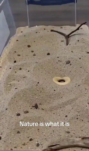 #nature #funnyvideos #foryoupage #food #cooking 