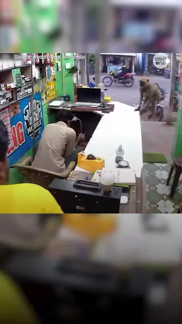 A monkey was seen on CCTV footage entering a shop in India on Oct 22, but it did