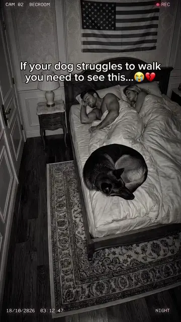 Watching your dog struggle with hip dysplasia is heartbreaking 🥺💔 #dogcare #do