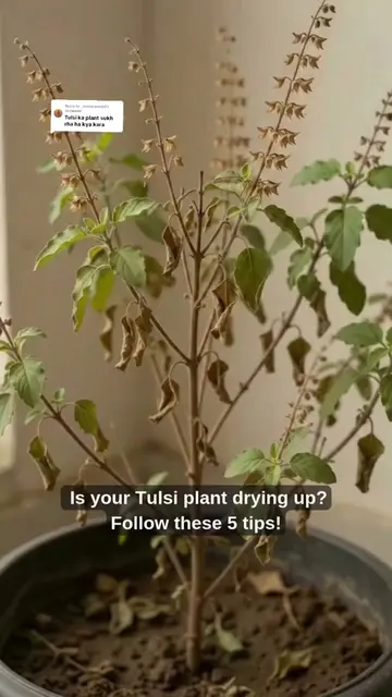 Replying to @_.unknownn30  Tulsi sukh rahi hai? Ye 5 kaam karo 🌿 #tulsi #tulsic