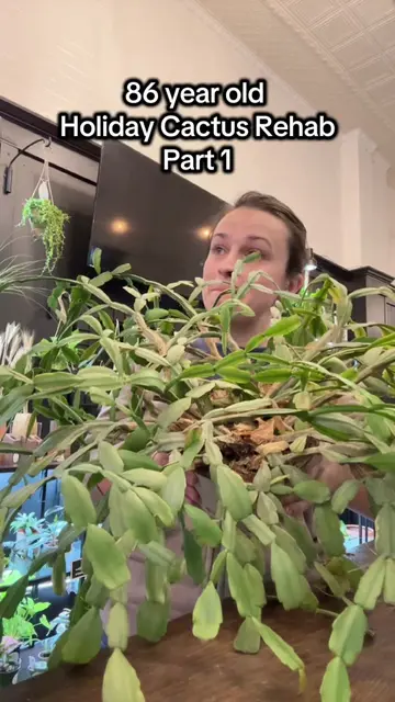 Part 1 - 86 yo cactus | Oldest plant rehabilitation to date! She is the sweetest